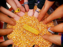 Enjoying-our-harvest---CoCo-Shiweb1 resize